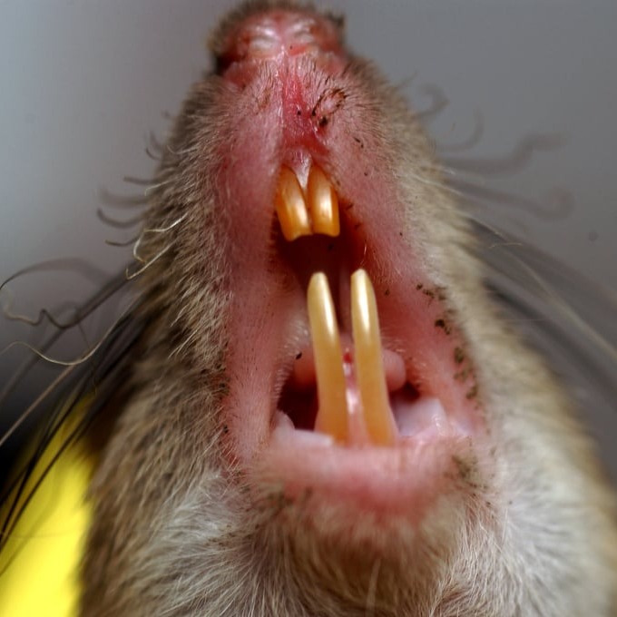 Дератизация крыс в Хасавюрте?